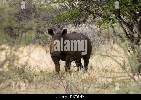 Rhinocéros blanc à Erindi game reserve, la Namibie, l'Afrique. Banque D'Images