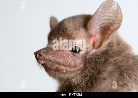 Sheath-Tailed africaine Bat (Coleura afra) portrait, au Kenya. Banque D'Images