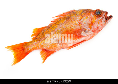 Poisson rouge sur fond blanc Banque D'Images