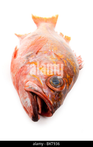 Poisson rouge sur fond blanc Banque D'Images