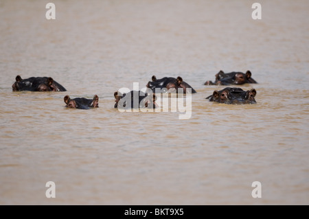 Des hippopotames dans un étang, Erindi, la Namibie. Banque D'Images