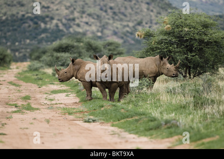 Rhinocéros blanc à Erindi game reserve, la Namibie, l'Afrique. Banque D'Images