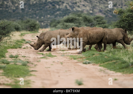 Rhinocéros blanc à Erindi game reserve, la Namibie, l'Afrique. Banque D'Images