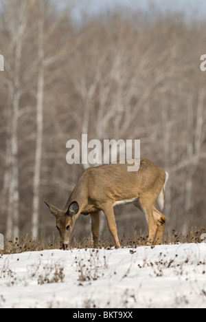 Witstaarthert Een Staat in a rencontré en bedekt veld,un cerf de Virginie debout dans un champ couvert de neige. Banque D'Images