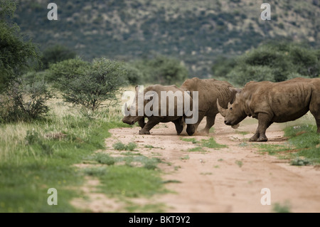 Rhinocéros blanc à Erindi game reserve, la Namibie, l'Afrique. Banque D'Images