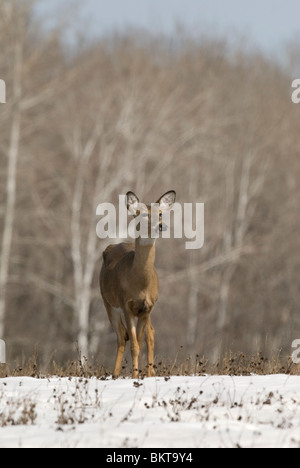 Witstaarthert Een Staat in a rencontré en bedekt veld,un cerf de Virginie debout dans un champ couvert de neige. Banque D'Images