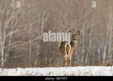 Witstaarthert Een Staat in a rencontré en bedekt veld,un cerf de Virginie debout dans un champ couvert de neige. Banque D'Images