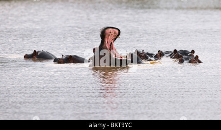 Des hippopotames dans un étang, Erindi, la Namibie. Banque D'Images