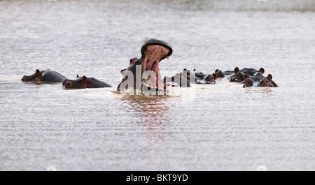 Des hippopotames dans un étang, Erindi, la Namibie. Banque D'Images