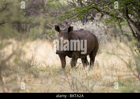 Rhinocéros blanc à Erindi game reserve, la Namibie, l'Afrique. Banque D'Images