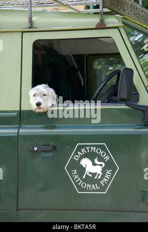 Chien repose sa tête sur la fenêtre d'un véhicule, des gardes du Parc National de Dartmoor, Devon, UK Banque D'Images