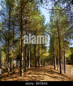 Les dunes de sable d'Ainsdale National Nature Reserve Banque D'Images