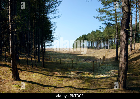 Les dunes de sable d'Ainsdale National Nature Reserve Banque D'Images