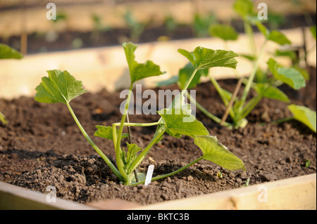 Les jeunes plants de courgettes dans un potager avec des lits surélevés UK Banque D'Images