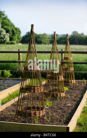 Les grimpeurs de saule dans un potager adapté pour les haricots ou pois sucré UK Banque D'Images