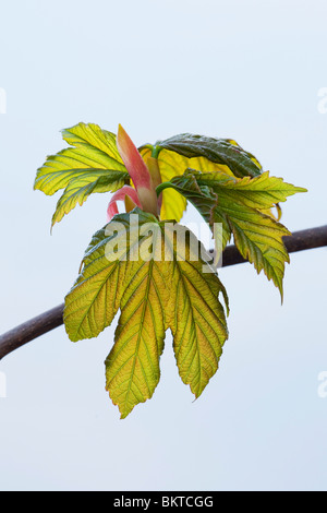 Acer pseudoplatanus Sycamore feuilles et bourgeons des feuilles Banque D'Images