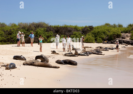 Les touristes à la recherche de lions de mer sur la plage de Santa Fe dans les îles Galapagos Banque D'Images