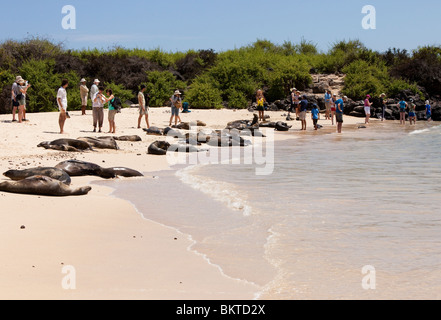 Les touristes à la recherche de lions de mer sur la plage de Santa Fe dans les îles Galapagos Banque D'Images