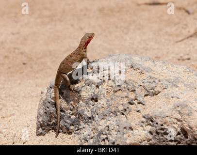 Un lézard de lave sur la plage de Santa Fe dans les îles Galapagos Banque D'Images