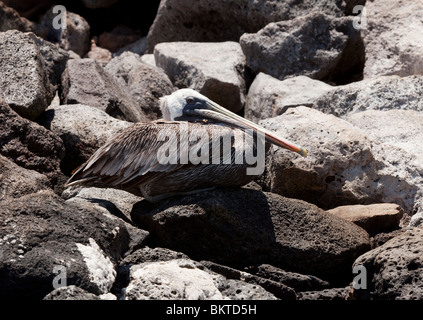 Un pélican brun sur un rivage rocailleux sur Santa Fe dans les îles Galapagos Banque D'Images