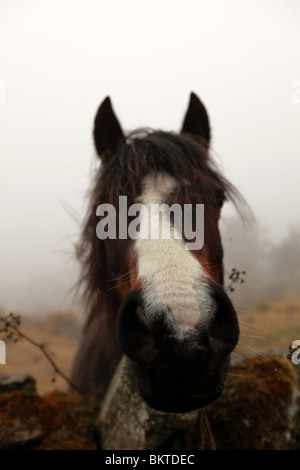 Friendly cheval. Le Lake District, Cumbria, Angleterre, Royaume-Uni Banque D'Images