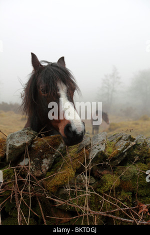 Friendly cheval. Le Lake District, Cumbria, Angleterre, Royaume-Uni Banque D'Images