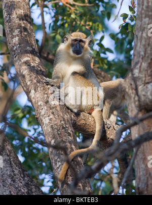 Singe vert Chlorocebus sabaeus, Barbade, Banque D'Images