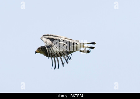 Western Banded Snake Eagle, Kleine grijze slangenarend Banque D'Images