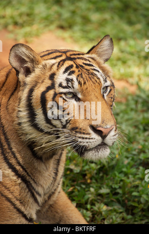 Tigre Chinois Indo (Panthera tigris corbetti) Banque D'Images