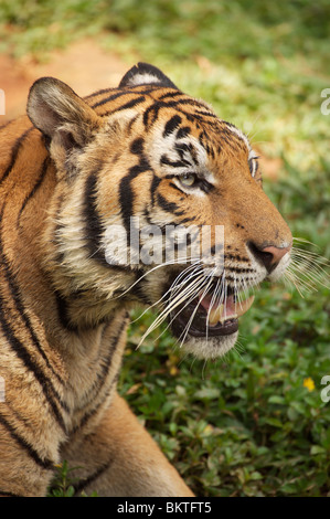 Tigre Chinois Indo (Panthera tigris corbetti) Banque D'Images