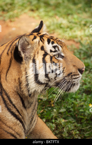 Tigre d'indochine (Panthera tigris Corbetti). Banque D'Images