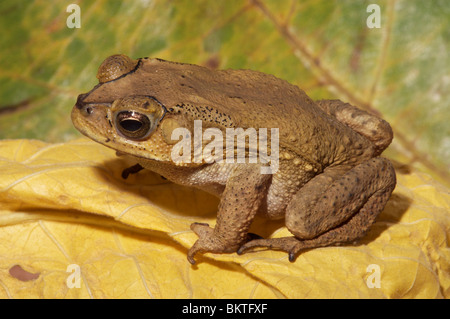 Commune d'Asie (Bufo melanosticus). Singapour. Banque D'Images