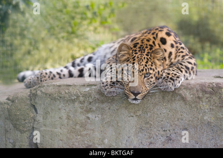 Amur Leopard (Panthera pardus orientalis). Banque D'Images