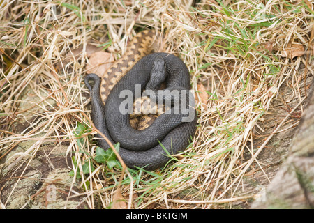 Les additionneurs (Vipera berus). 'Noir' ou melanistic pèlerin serpent ainsi qu'un animal de couleur normaux. Avril. Le Hampshire. Banque D'Images