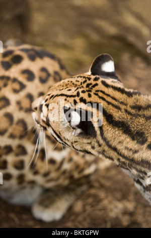 L'Ocelot (Leopardalis pardalis). Montrant des marques noires et blanches à l'arrière des oreilles, utilisé comme une forme de communication visuelle pour others​. Banque D'Images