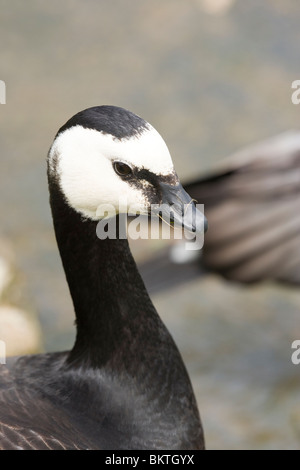 Bernache nonnette (Branta leucopsis). Portrait. Banque D'Images