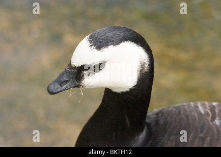 Bernache nonnette (Branta leucopsis). Portrait. Les sombres montrant vers le haut de la tête ; mesure variable d'un individu à l'autre. Banque D'Images