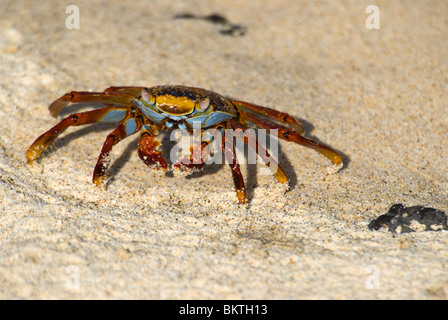 Sally Lightfoot Crab Grapsus grapsus walking on beach Banque D'Images