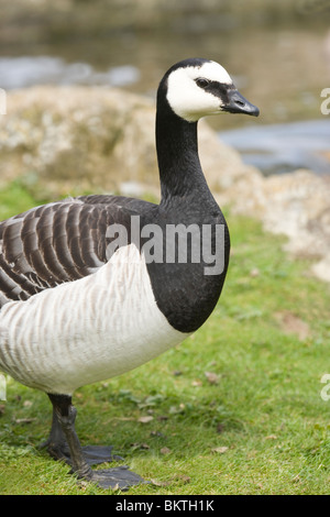 Bernache nonnette (Branta leucopsis). Banque D'Images