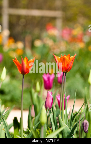 Couleurs printemps tulipe affichage à Painswick Rococo Garden dans les Cotswolds Banque D'Images