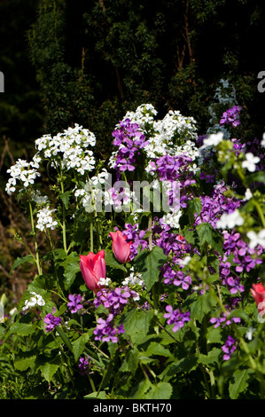 L'honnêteté, l'annuelle Lunaria annua, et des tulipes en fleurs au printemps Banque D'Images