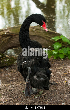 Black Swan, Cygnus atratus, à Slimbridge WWT dans le Gloucestershire, Angleterre Banque D'Images