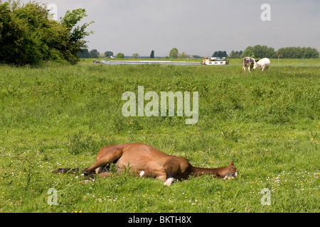 Uiterwaard (ook een : uiterwaarde en overloopgebied uiterdijk) est Het is een van zomerbed winterdijk in het langs een beek de rivier. Uiterwaard de est de Ruimte voor de rivier die nodig om est de tijdelijke piekafvoeren te bergen : dans perioden van Grote wate Banque D'Images