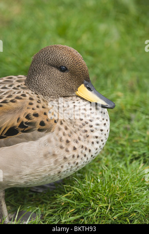 Chilien ou Sarcelle à bec jaune (Anas flavirostris flavirostris). Banque D'Images