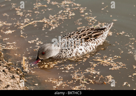 Canard du cap, Anas capensis, l'alimentation à Slimbridge WWT dans le Gloucestershire Banque D'Images