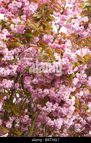Cerisier rose chargé d'oranger au printemps Banque D'Images