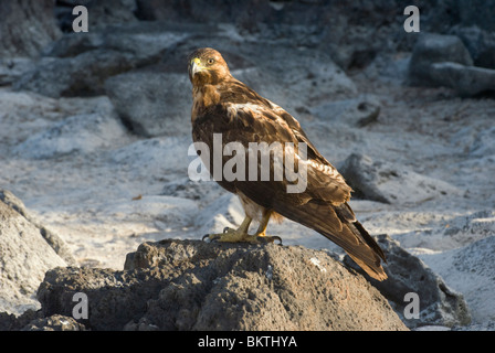 Hawk Galapagos, juvénile. Buteo galapagoensis Banque D'Images