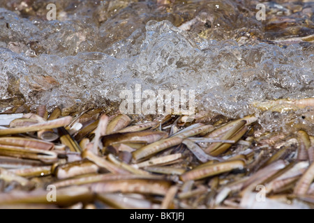 Aangespoelde schelpen van de Amerikaanse zwaardschede op het strand in Kwade Hoek, Voordelta. Banque D'Images