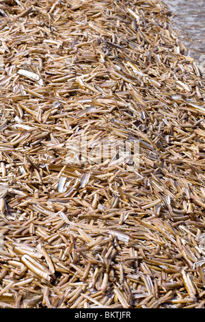 Aangespoelde schelpen van de Amerikaanse zwaardschede op het strand in Kwade Hoek, Voordelta. Banque D'Images