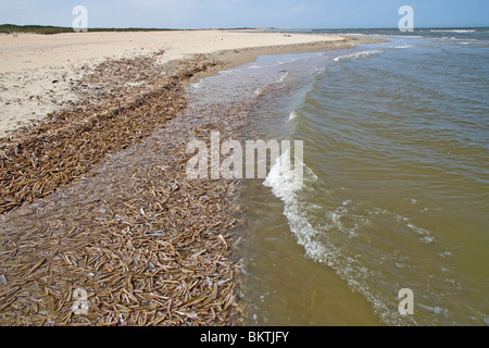 Aangespoelde schelpen van de Amerikaanse zwaardschede op het strand in Kwade Hoek, Voordelta. Banque D'Images